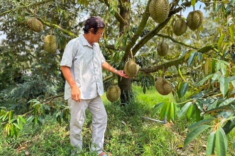 Sau rieng Thai rot gia, nha vuon dung ngoi khong yen hinh anh
