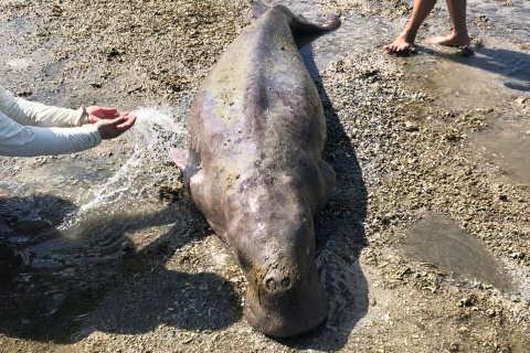 Bo bien Dugong chet troi dat vao bo Con Dao hinh anh