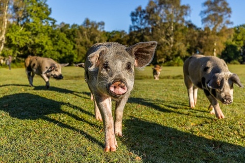 Phan no nhin du khach bat heo de chup anh selfie o Anh hinh anh