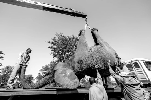 40 nam 'san' anh dong vat hoang da o chau Phi hinh anh