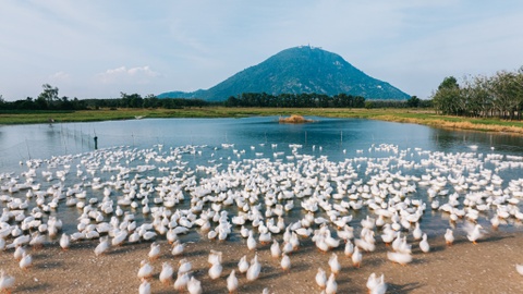 Canh lua vit nhu AI o Tay Ninh hinh anh