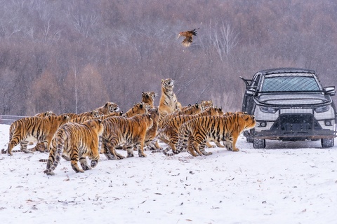Duoc 'vo beo' qua da dip Tet, gan 200 con ho Trung Quoc phai an kieng hinh anh