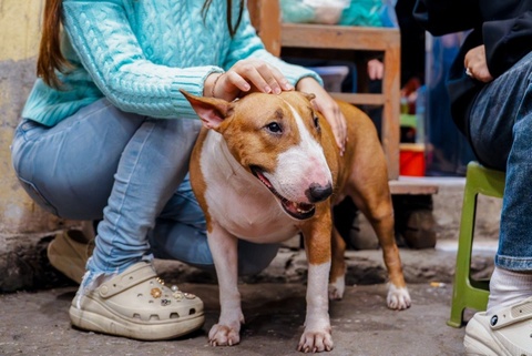 'Cau Vang' duoc lap kenh TikTok rieng, khong bi ep gap khach hinh anh