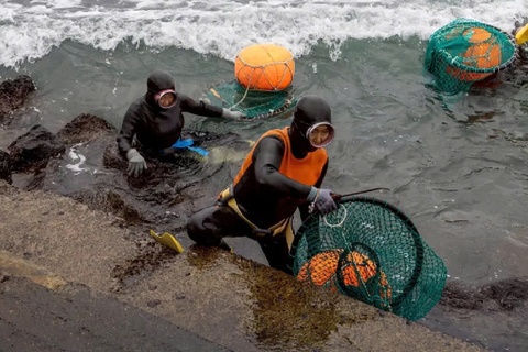 Cu lan cuoi cung cua 'nhung nang tien ca' Jeju hinh anh