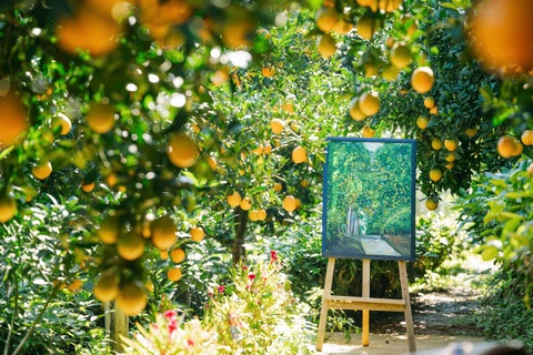 Vuon cam 'nhu phim' o Moc Chau hinh anh