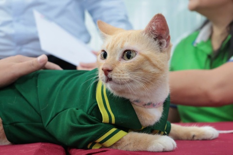 Mika len lam 'chu tich', dan meo hoang o Thao Cam Vien huong loi hinh anh