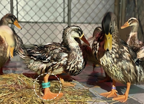 Dan vit 'tai phiet' lac troi den resort 5 sao duoc gan ma dinh danh hinh anh