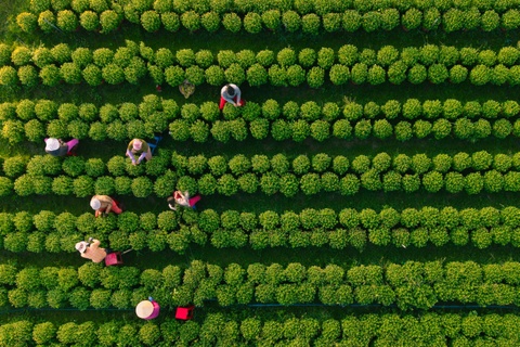 Vuon hoa Tet Tay Ninh nhin tu tren cao hinh anh