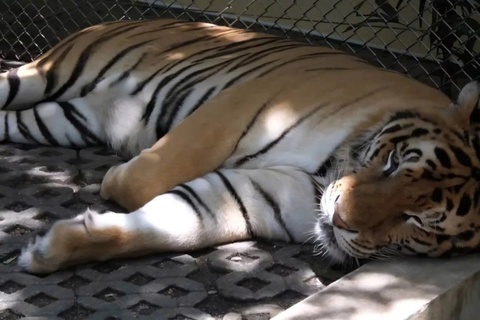 Tam dong cua khu du lich o Thai Lan sau khi 72 con ho chet bat thuong hinh anh