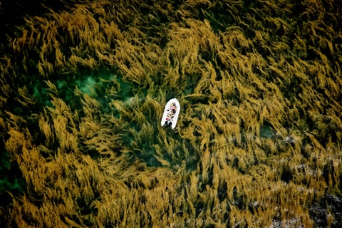 Anh chup rong mo o Con Dao doat giai thuong quoc te hinh anh