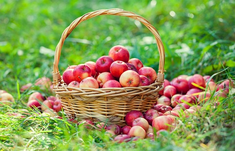 Ly do nguoi noi cho thong minh lua chon tao Aomori cho gia dinh hinh anh