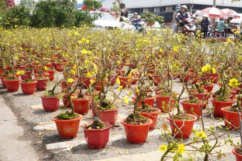 TP.HCM: Mai mini gia re 100.000 dong/cap, khach dua nhau 'chot' hinh anh