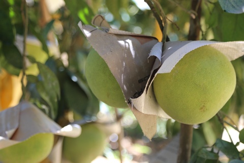 Gan 100 tan rau qua Viet Nam 'tim duong' sang UAE bang may bay hinh anh