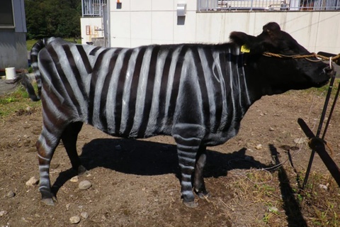 Giai ma van la o giong bo tao ra thit bo wagyu ngon nhat the gioi hinh anh