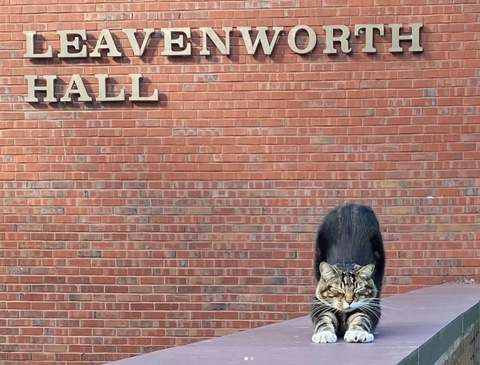 Đại học Mỹ trao bằng tiến sĩ cho mèo