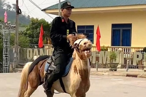Tìm ra thông tin chú ngựa 'Út Ngáo' nổi tiếng ở Điện Biên