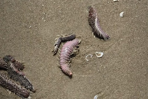 Vung Tau tran an du khach khi sau, sua bien dat vao bo hinh anh