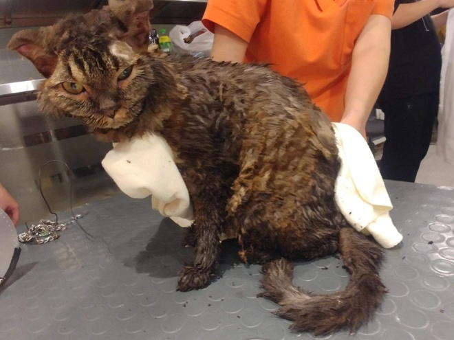 The cat was bathing in a pool of water and died (image 1).