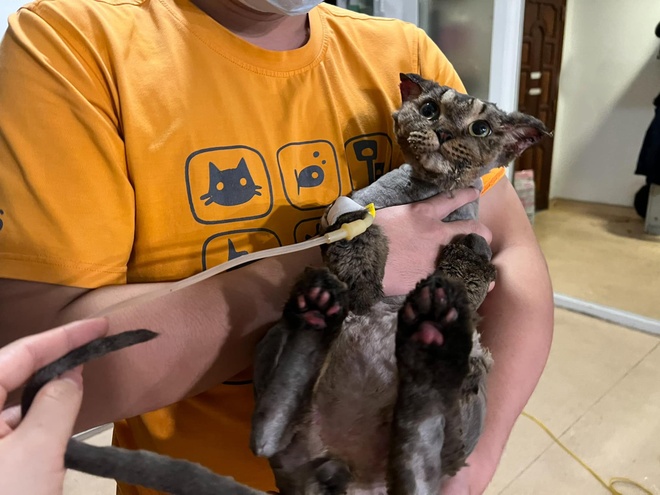The cat was bathing in a pool of water and died (image 2).