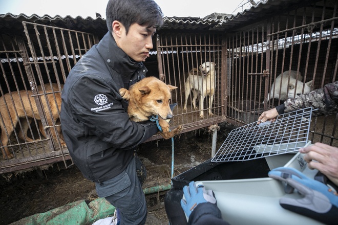 Children’s Actions Result in the Rescue of Hundreds of Dogs Những chú chó được nuôi để làm thịt ở Hàn Quốc - Đời sống