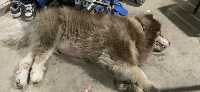 Người bạo h&agrave;nh, &eacute;p ch&oacute; chụp ảnh ở Đ&agrave; Lạt chỉ mới 13 tuổi | Znews.vn