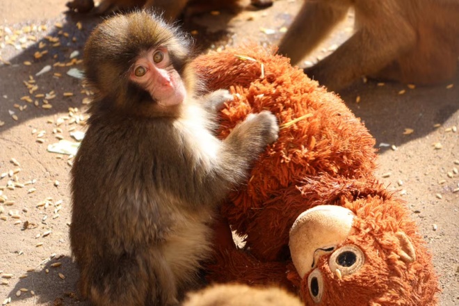 Kh&aacute;ch k&eacute;o đến sở th&uacute; Nhật Bản thăm khỉ con bị mẹ bỏ rơi | Znews.vn