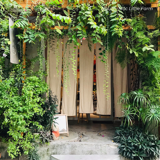 CAFE NHIỀU CÂY XANH TRONG LÒNG QUẬN 1 SÔI ĐỘNG