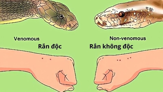 Rắn Đầu Trắng Mình Đen Là Rắn Gì? Nhận Dạng Loài Độc Hay Lành, Cạp Nia ...