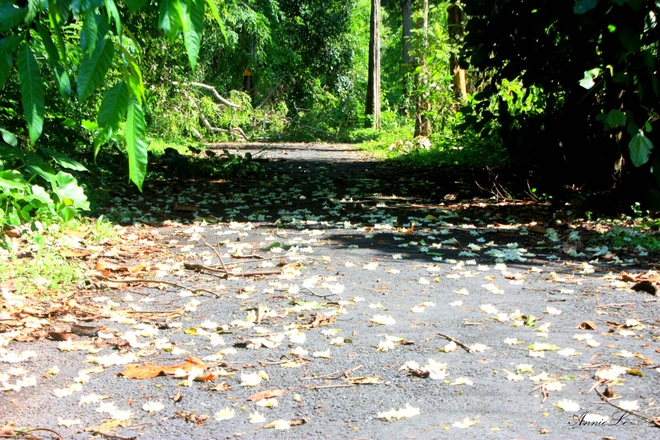Càng gần đến thác, con đường càng trở nên lãng mạn với những cánh hoa rừng phủ kín mặt đường.