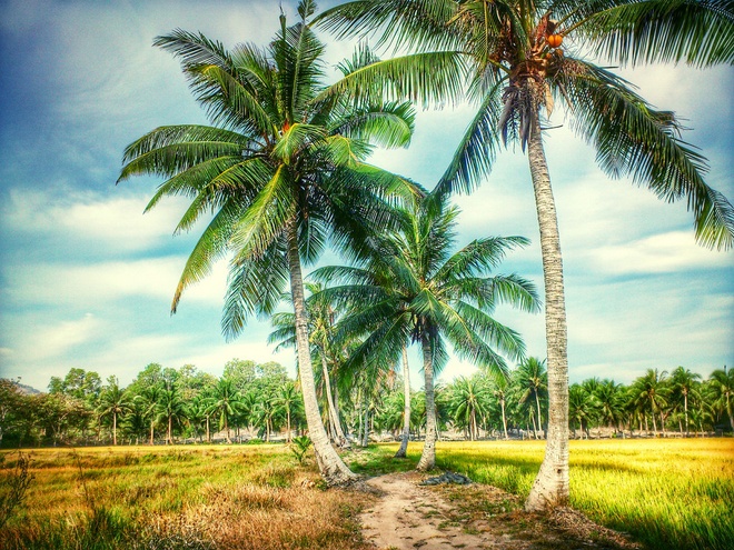 Đi du lịch MIền Tây - Hành trình khám phá vùng đất sông nước đậm đà bản sắc miền Tây Nam Bộ