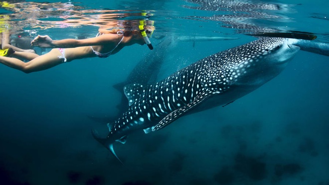 Cá mập voi ở Maldives bị đe dọa - Thế giới
