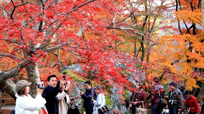 Nhiều du khách đổ đến ngôi đền Hogonin ở Kyoto để chiêm ngưỡng mùa thu lãng mạn khi cây cối chuyển màu.
