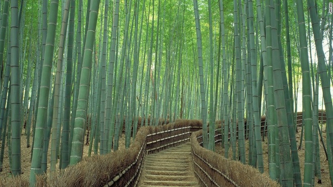 Rừng tre Sagano ở Kyoto được coi là một trong những khu rừng đẹp nhất thế giới.