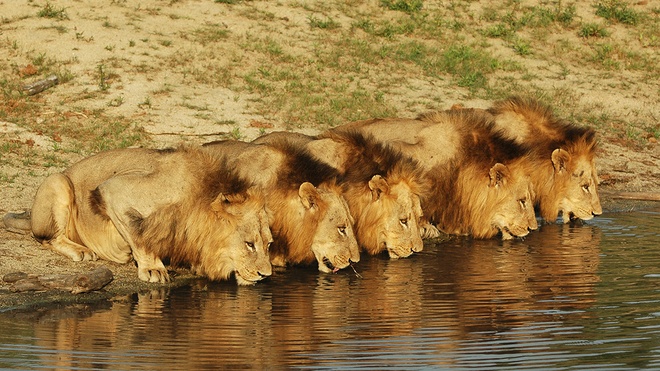 Hình nền sư tử mạnh mẽ oai hùng ấn tượng - ✫ Ảnh đẹp ✫