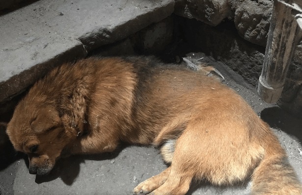 230 triệu người xem clip chú chó tuyệt thực 2 ngày sau khi ...