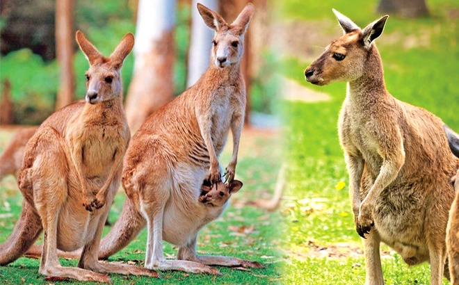 Kangaroo là biểu tượng của nước nào? | Znews.vn