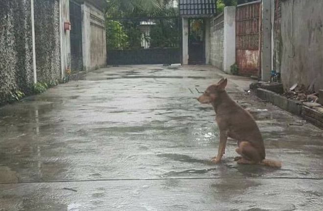 Bị bỏ rơi, chú chó hàng ngày vẫn chờ chủ bất kể nắng mưa - Cộng đồng mạng
