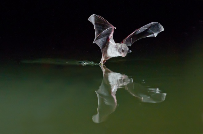 Fishing bat: This largest bat in the world has sharp claws like a eagle. They are also called Bulldog bats because they have a mouth that resembles a dog's snout. At night, it dives down to grab fish swimming near the water's surface using sonar. No other type of bat has the ability to catch fish like them. Photo: Scientificcomputing.