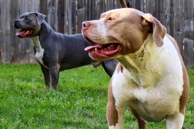 Hai đứa trẻ ở Mỹ bị chó pitbull của gia đình tấn công đến chết - Đời sống