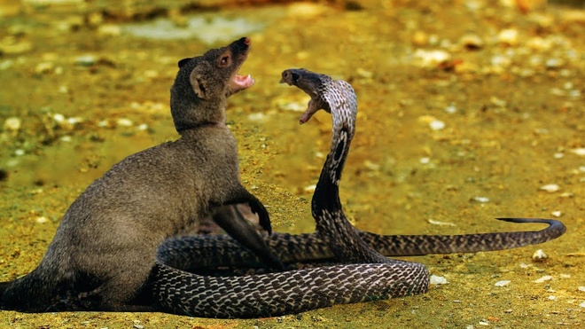 Loài động vật chuyên tấn công, ăn thịt rắn độc - Tư vấn