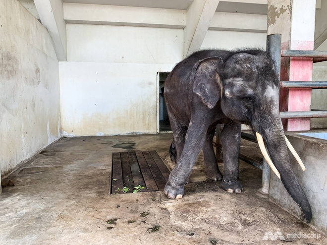 Cuộc sống khốn khổ và bị xiềng xích của voi trong vườn thú Thái Lan - Thế  giới