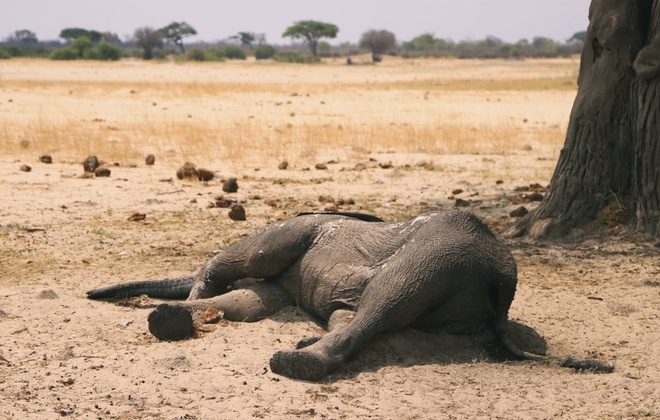 Số voi chết vì hạn hán ở Zimbabwe lên tới 200 con - Thế giới