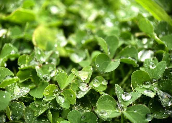 Loại rau duy nhất đạt 100/100 điểm về xếp hạng bổ dưỡng