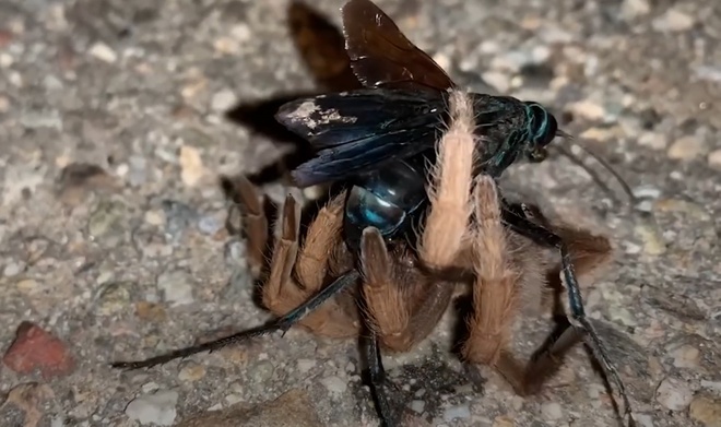 Ong bắp cày hạ gục nhện Tarantula - Chuyện lạ