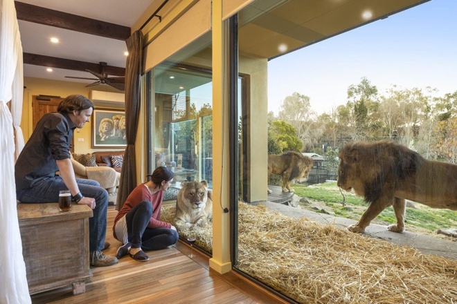 Trải nghiệm ngủ gần hổ, sư tử tại khu nghỉ dưỡng ở Australia