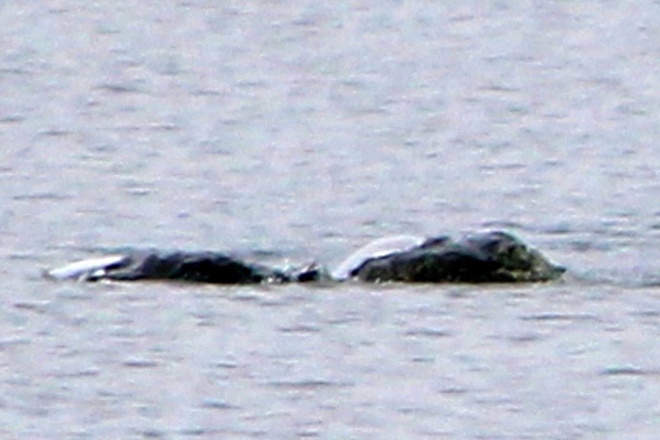 quai vat ho Loch Ness anh 1