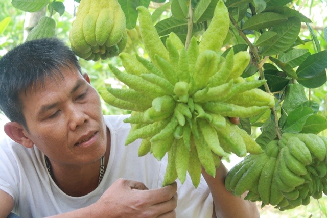 Những Quả Phật Thủ Đẹp Nhất: Bí Quyết Lựa Chọn Và Ý Nghĩa Tâm Linh