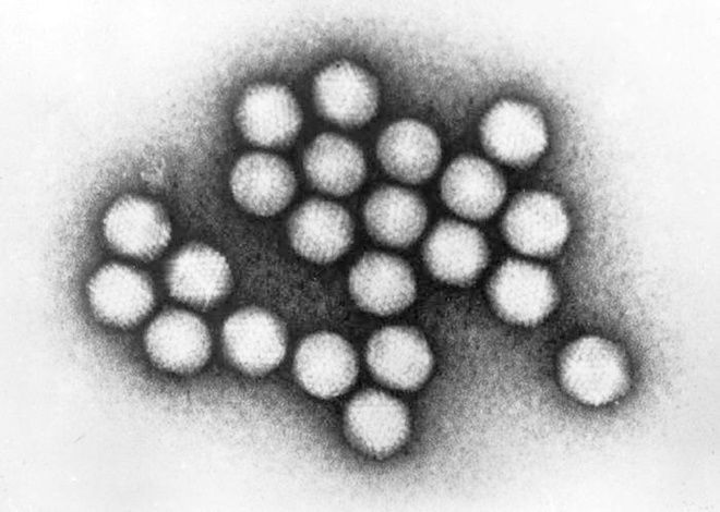 Adenovirus ảnh 1