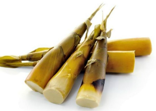 1bambooshoot954014242405471424664086128.jpg