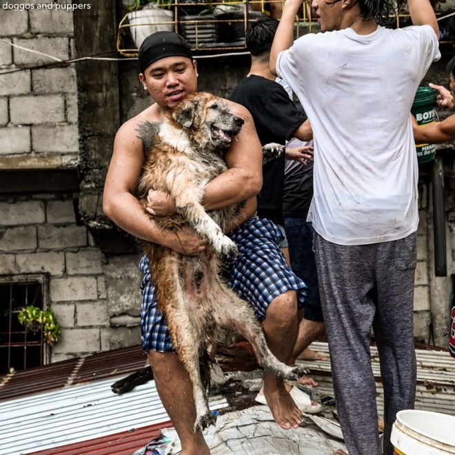 Ảnh chú chó được cứu khỏi đám cháy ở Philippines viral khắp cõi mạng - Đời  sống